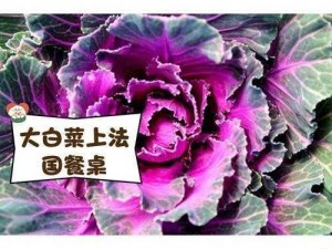 粉红大白菜经典版 粉红大白菜经典版：口感鲜美，营养价值高