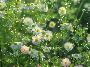 野花视频最新免费高清完整在线观看—野花视频最新免费高清完整在线观看，无病毒无广告，畅享视觉盛宴