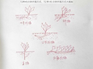 72种45分钟扦插方式、72 种 45 分钟扦插方式大揭秘