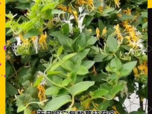 隔墙有眼TXL金银花;隔墙有眼：TXL 金银花，背后的秘密