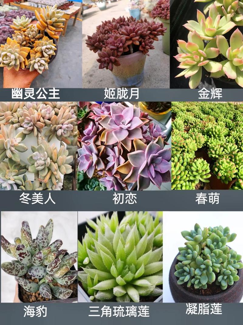 1V3 多肉,多种品种可选,满足你的多肉养殖需求