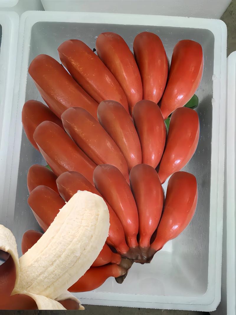 2019 香蕉视频在线观看,汇聚海量精彩视频,满足你的各种需求