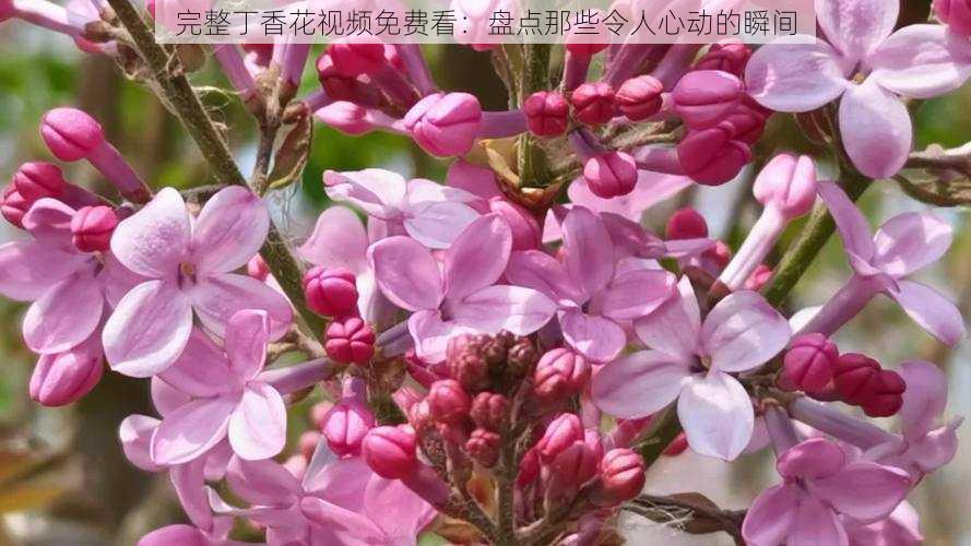 完整丁香花视频免费看:盘点那些令人心动的瞬间