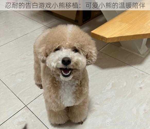 忍耐的告白游戏小熊移植:可爱小熊的温暖陪伴