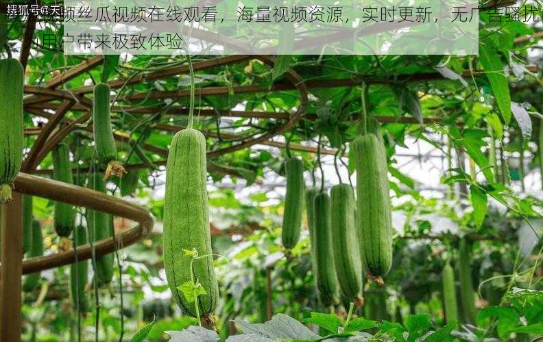 黄瓜视频丝瓜视频在线观看,海量视频资源,实时更新,无广告骚扰,为用户带来极致体验