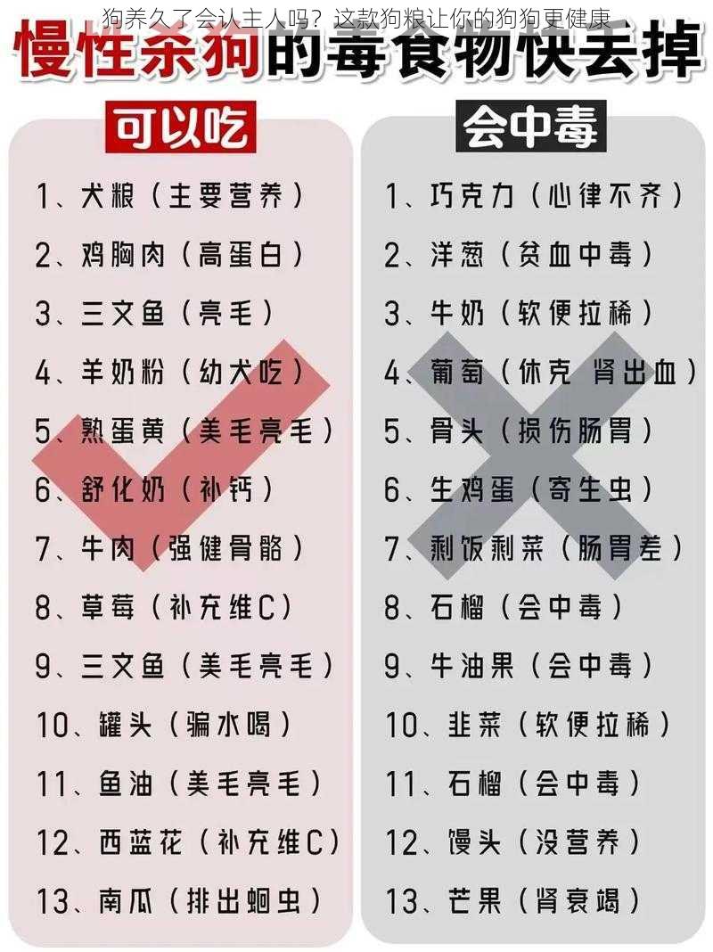 狗养久了会认主人吗?这款狗粮让你的狗狗更健康