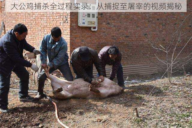 大公鸡捕杀全过程实录:从捕捉至屠宰的视频揭秘