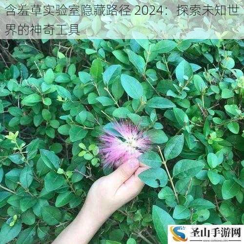 含羞草实验室隐藏路径 2024:探索未知世界的神奇工具