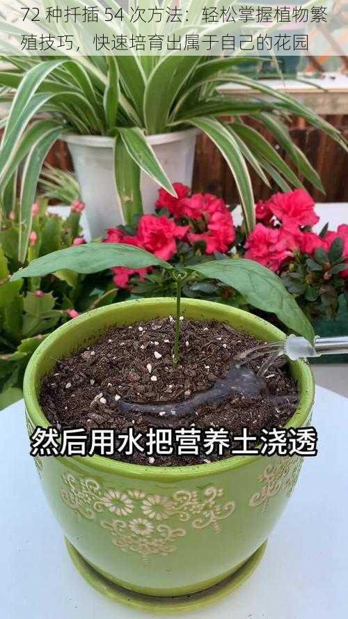 72 种扦插 54 次方法:轻松掌握植物繁殖技巧,快速培育出属于自己的花园