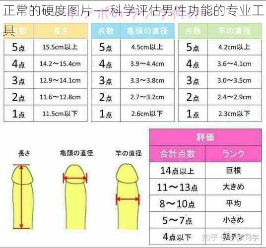 正常的硬度图片——科学评估男性功能的专业工具