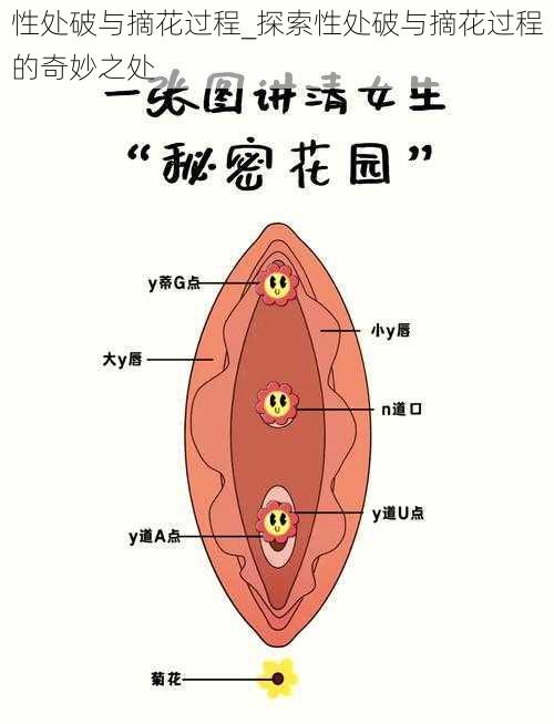 性处破与摘花过程_探索性处破与摘花过程的奇妙之处