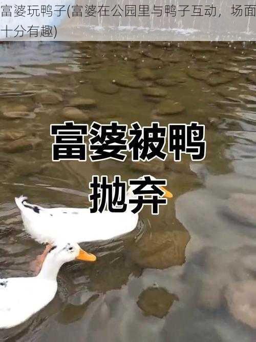 富婆玩鸭子(富婆在公园里与鸭子互动,场面十分有趣)