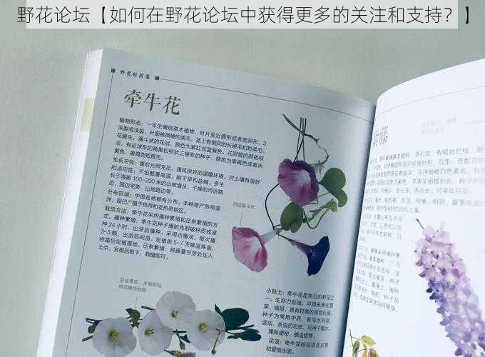 野花论坛【如何在野花论坛中获得更多的关注和支持?】