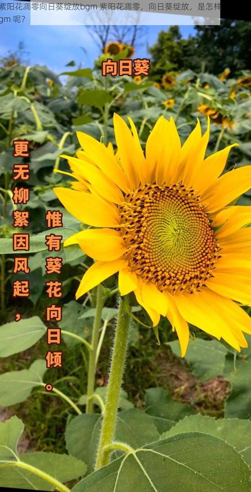紫阳花凋零向日葵绽放bgm 紫阳花凋零,向日葵绽放,是怎样的一首 bgm 呢?