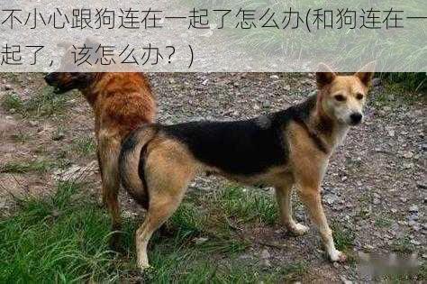 不小心跟狗连在一起了怎么办(和狗连在一起了,该怎么办?)