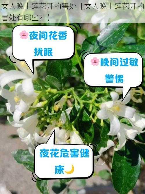 女人晚上莲花开的害处【女人晚上莲花开的害处有哪些?】