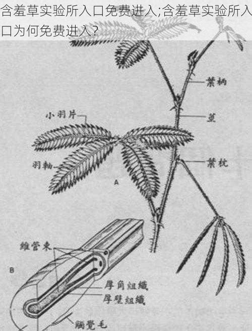 含羞草实验所入口免费进入;含羞草实验所入口为何免费进入？